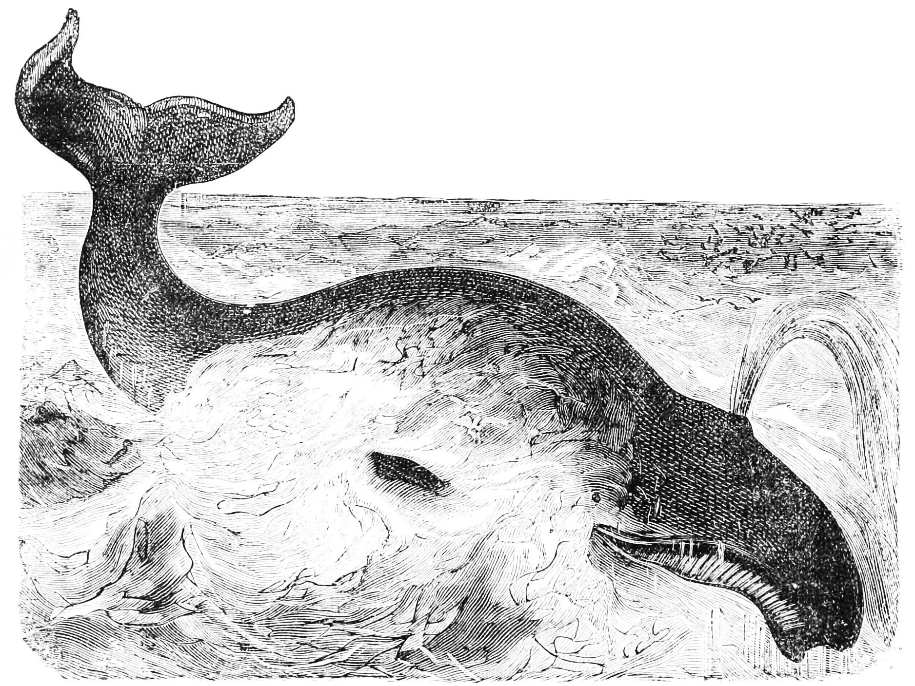 whale.jpg
