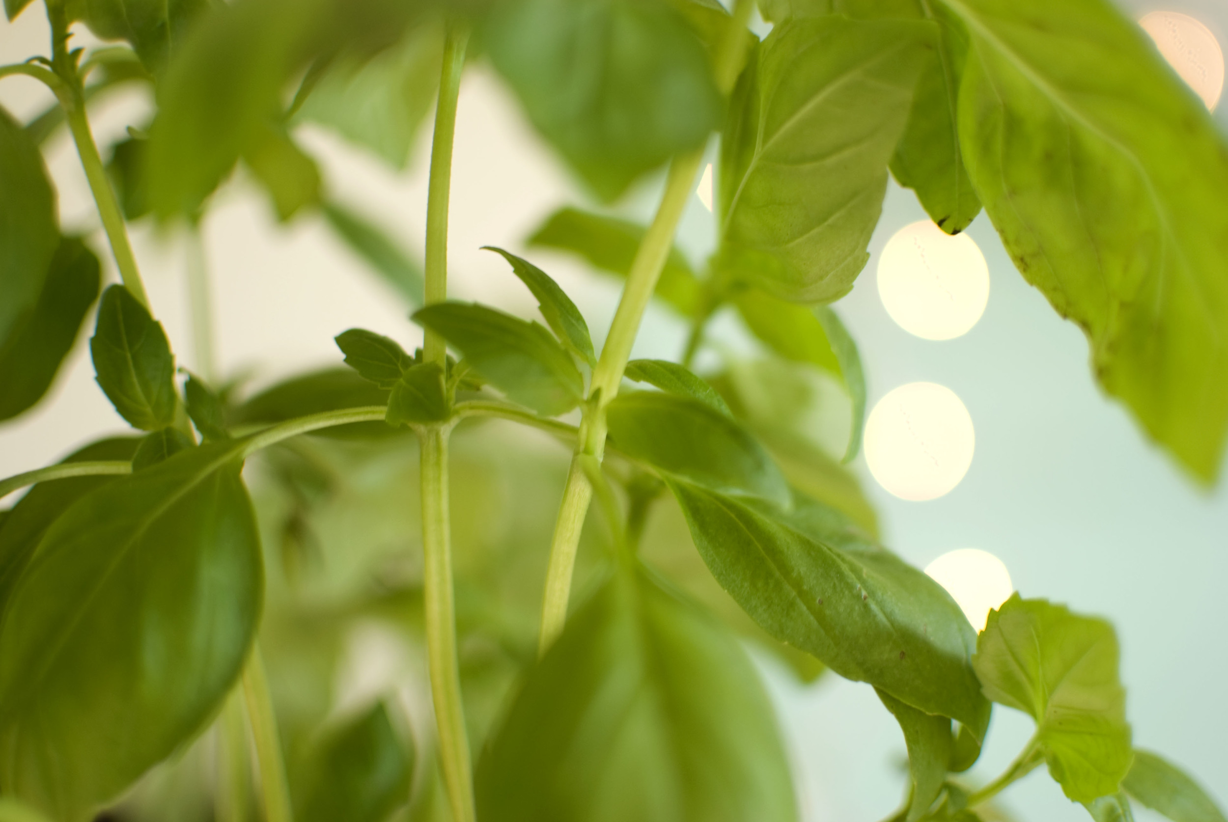 Current kitchen theme: Basil and white lights. 