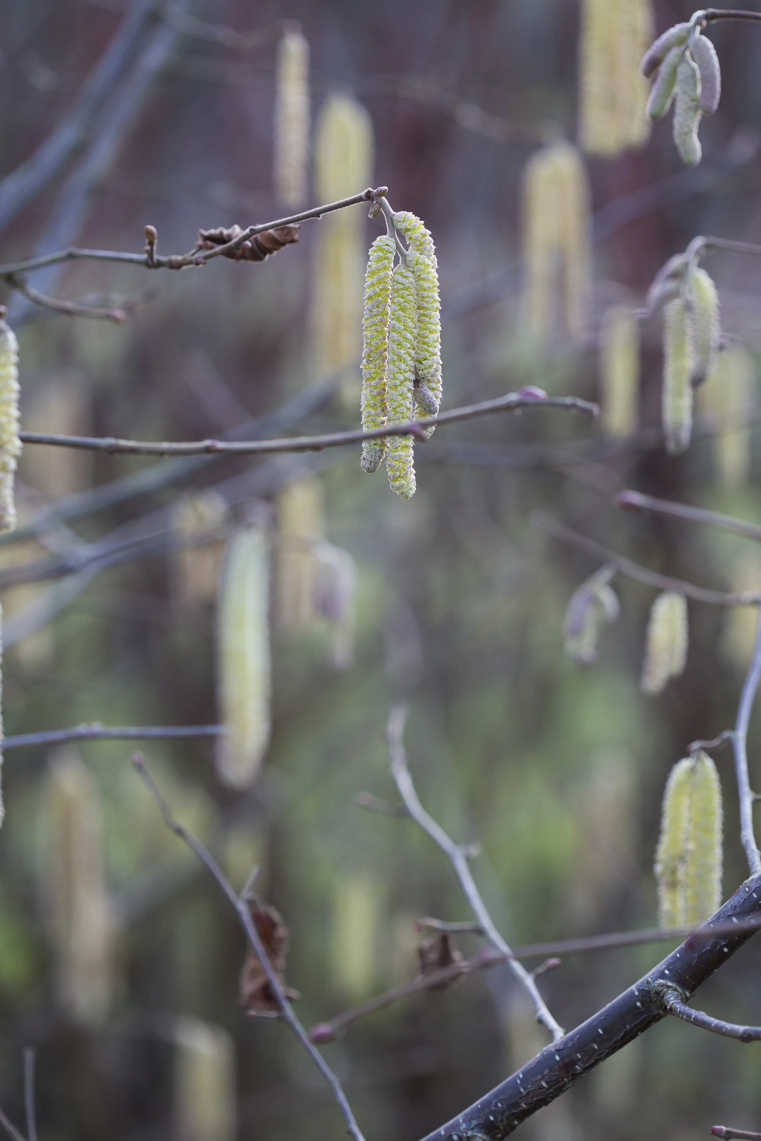 Hawthbush Jan day 1-78.jpg
