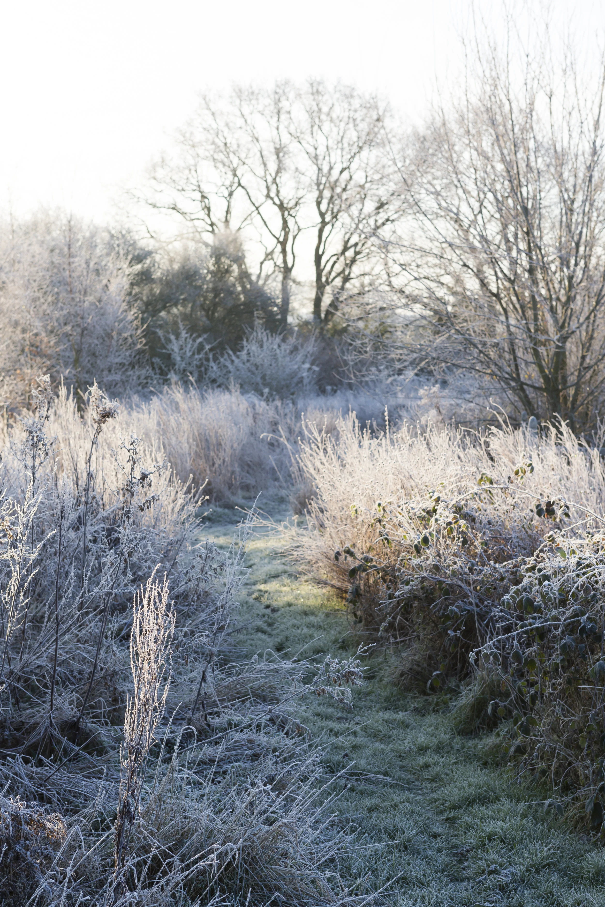 Hawthbush Jan day 3-29.jpg