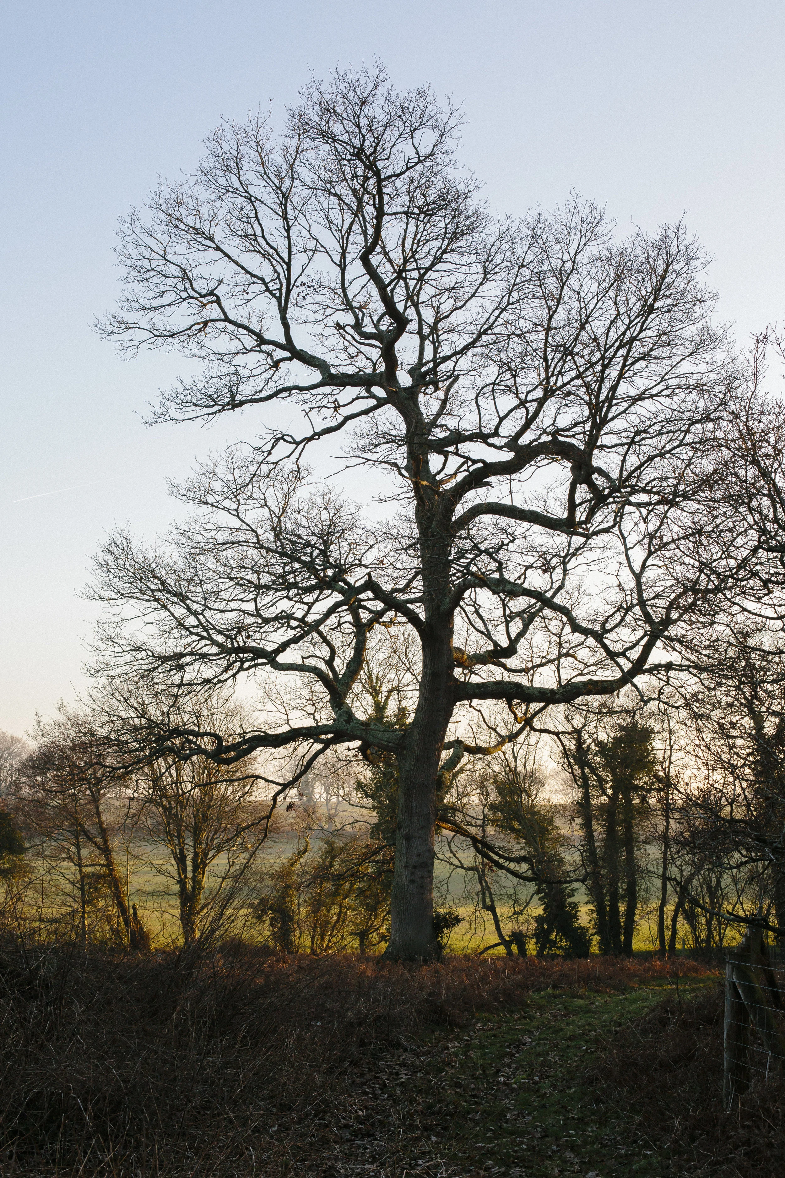 Hawthbush Dusk Feb 2019-219.jpg