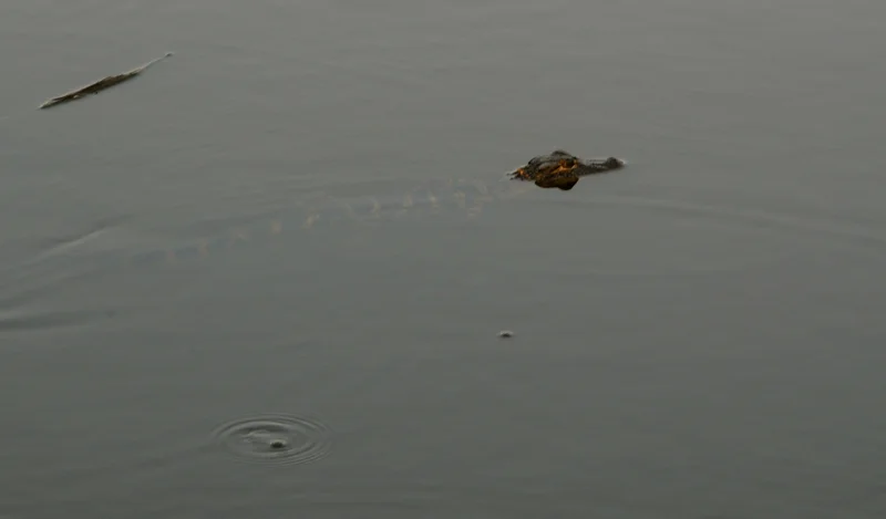 One of our kayaking friends in the East Cooper river.