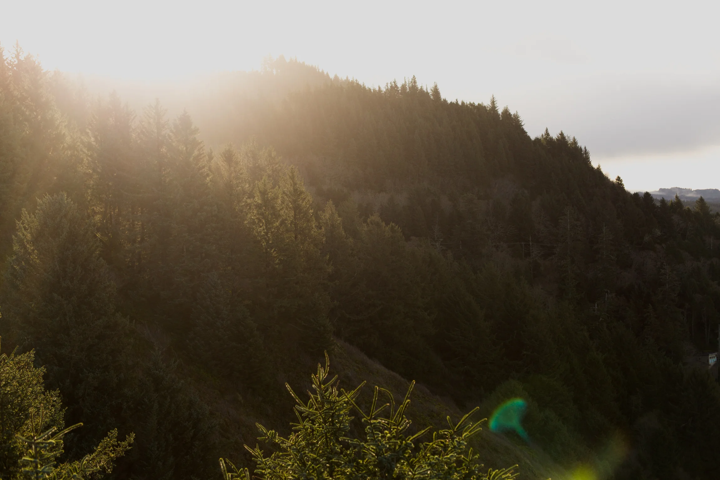 Oregon-3154.jpg