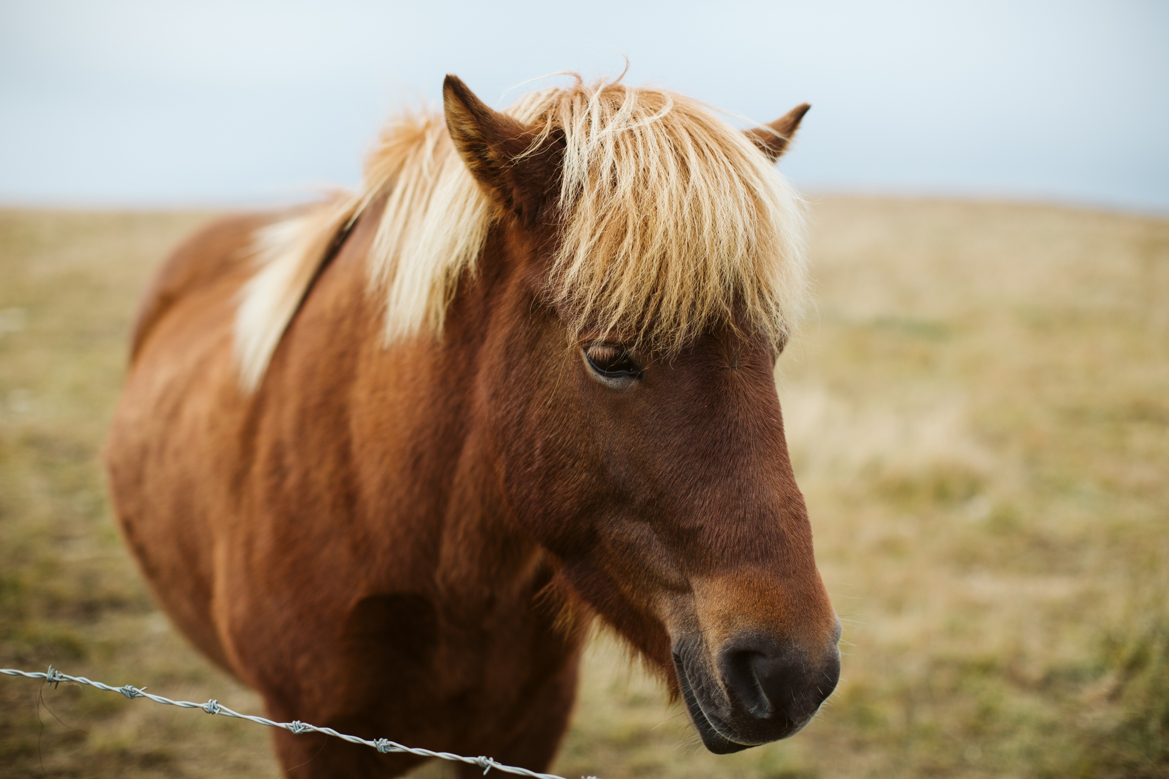 Iceland-2354.jpg