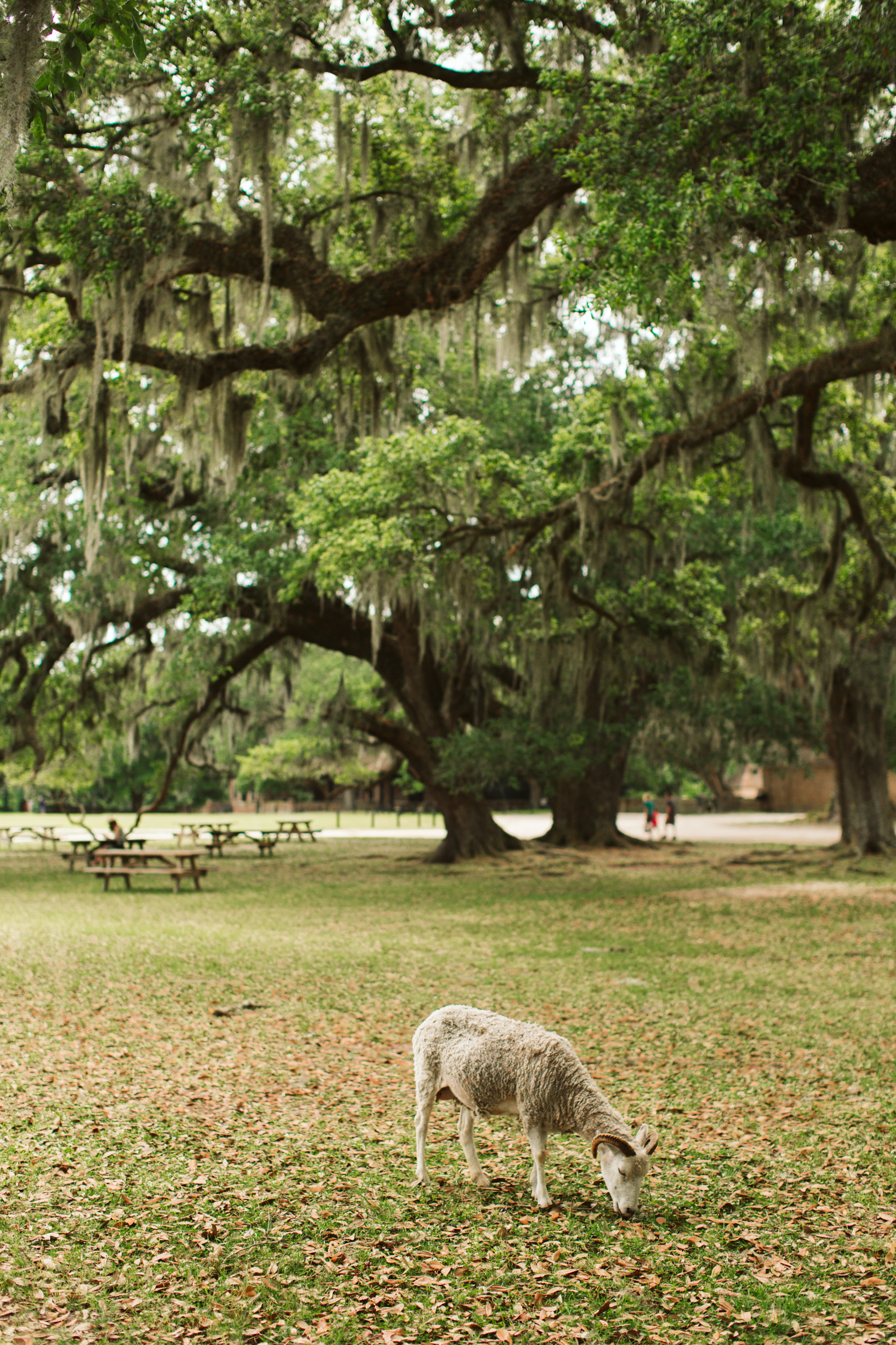 Middleton Place Charleston SC wedding-1686.jpg