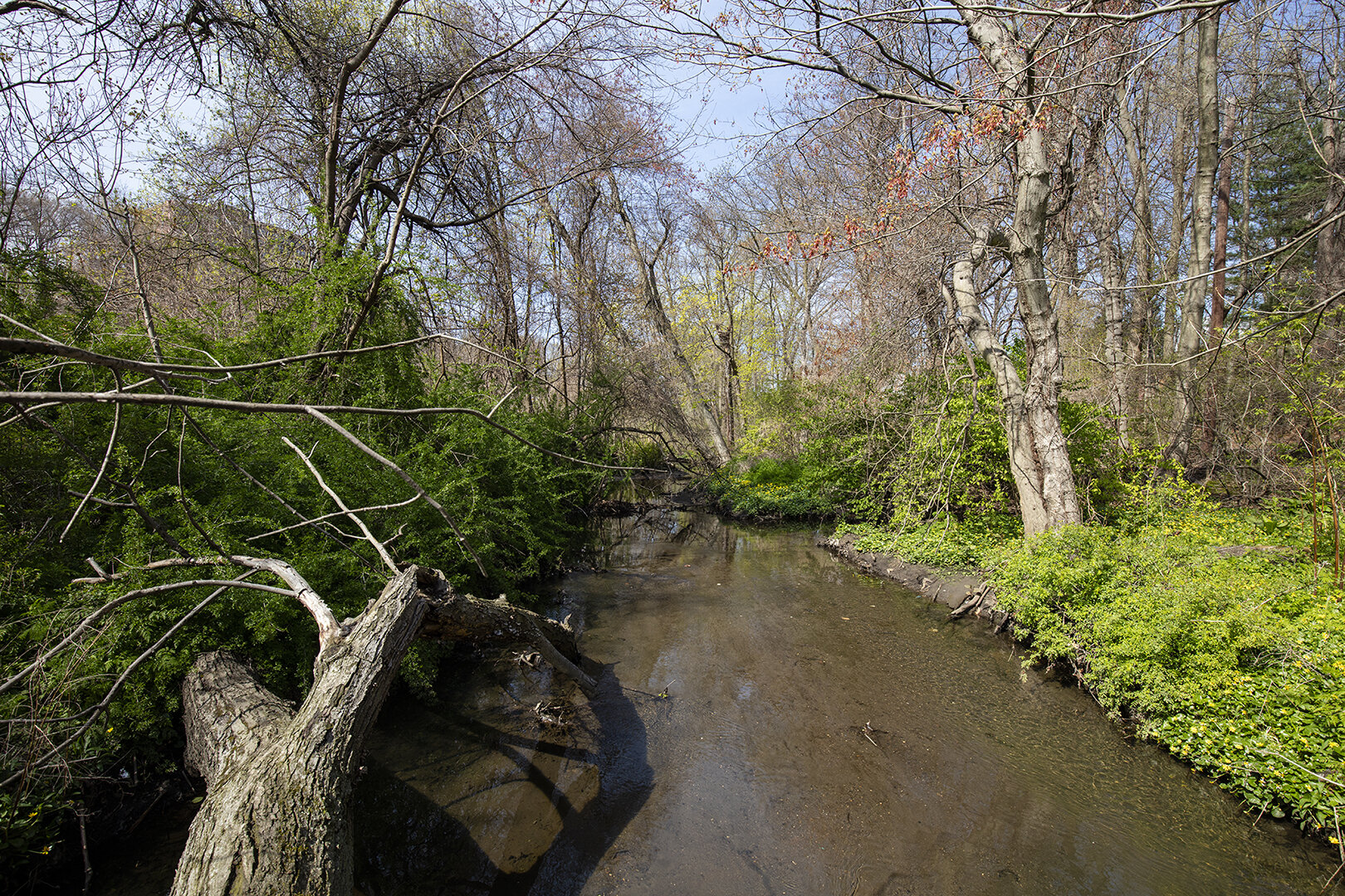 Springtime on Tibbets Brook.jpg