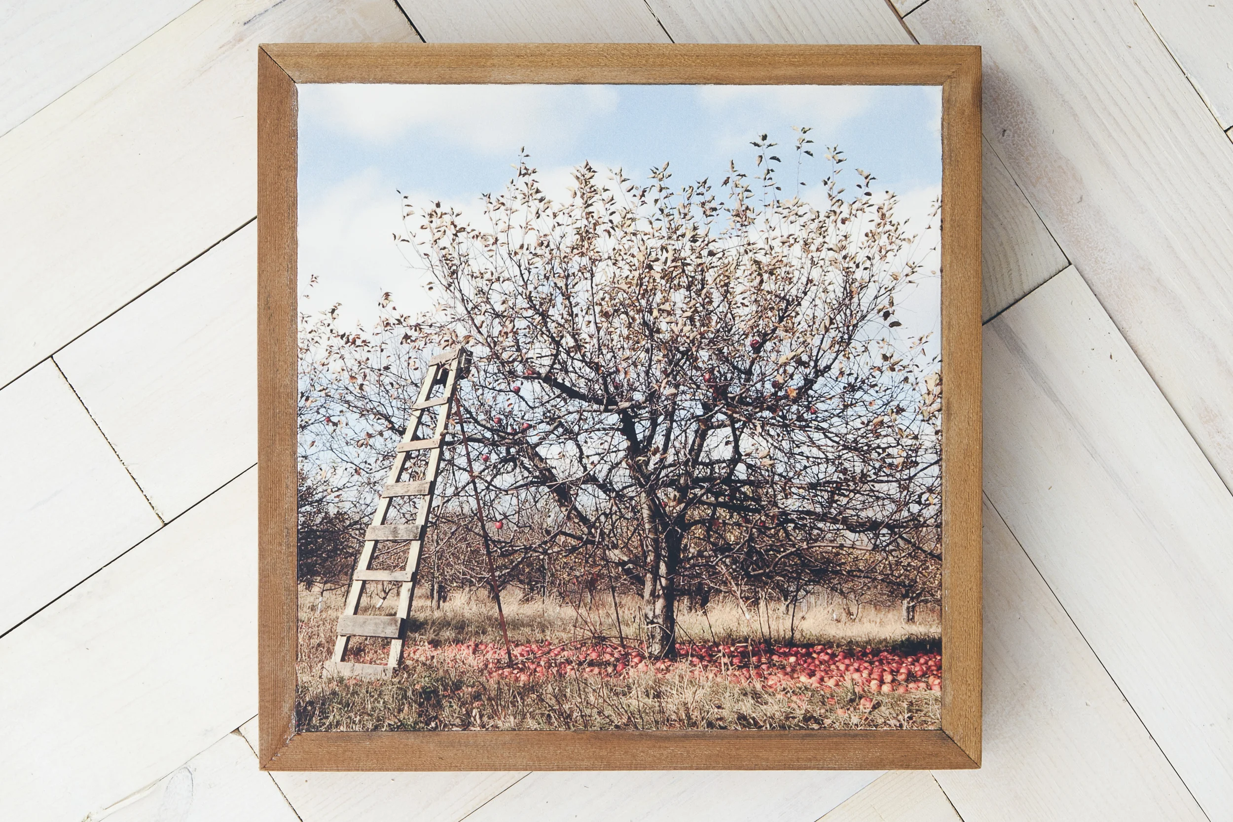 appleorchard.jpg