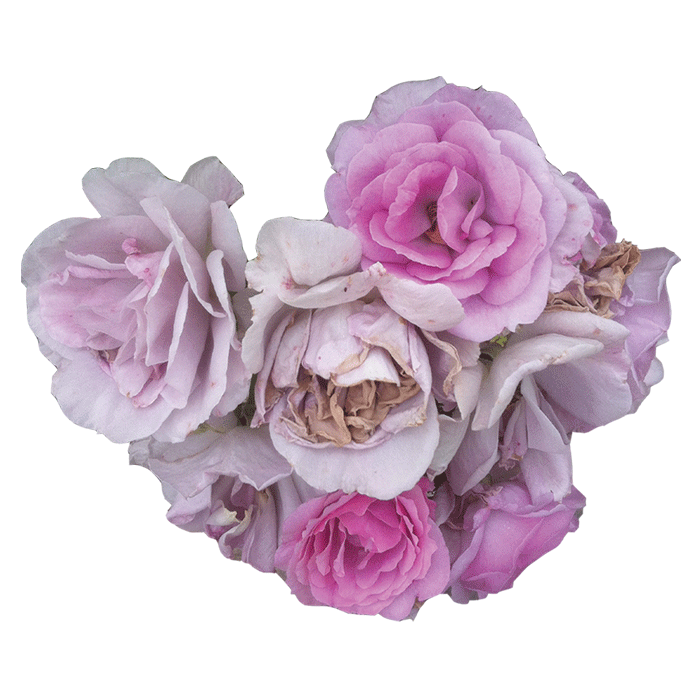 Mon Père x Purple Roses