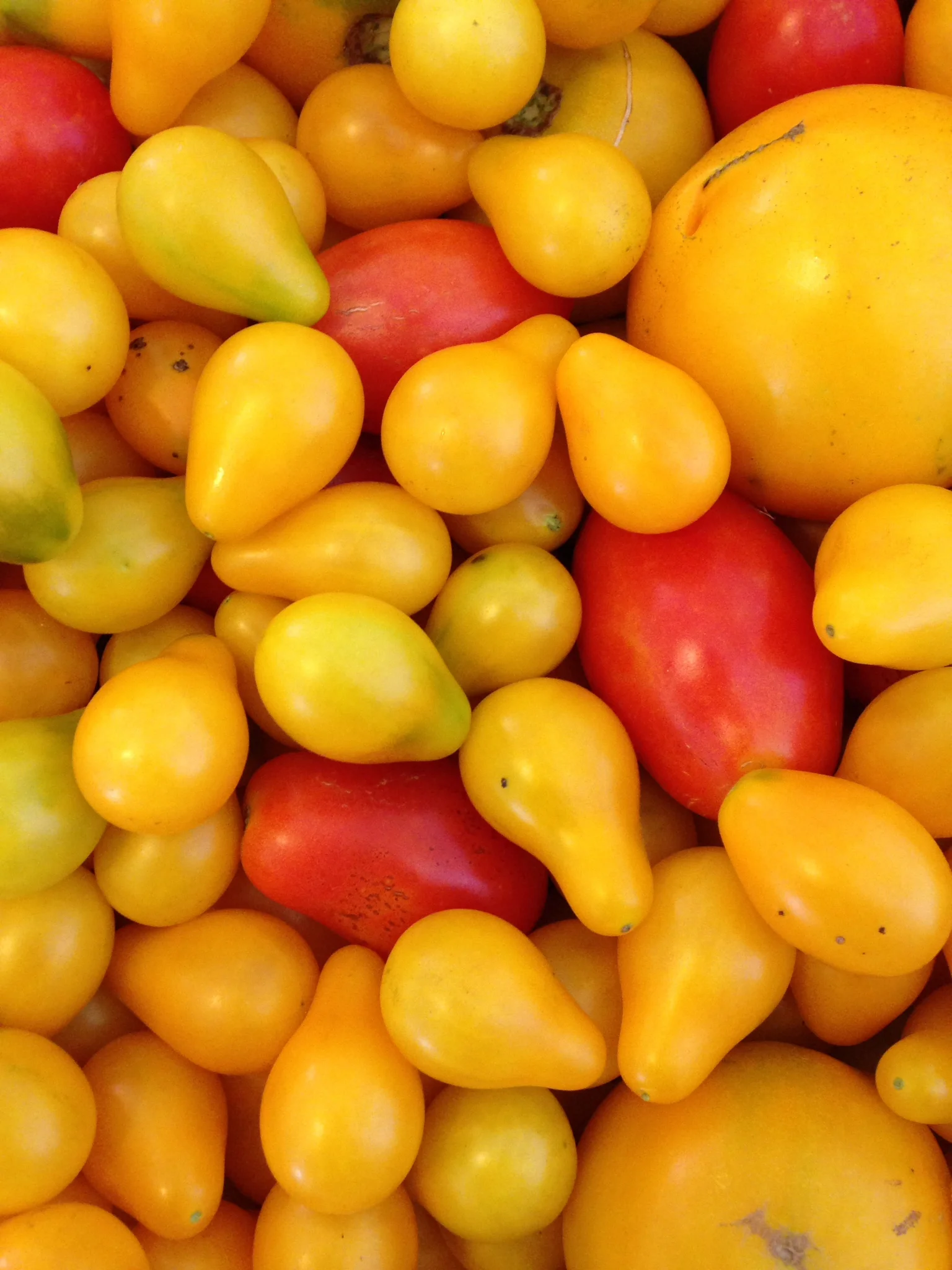 yellow red tomato.JPG