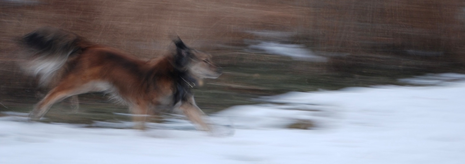 roserun-X3 crop1.jpg