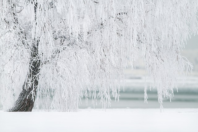 snowyfield.jpg