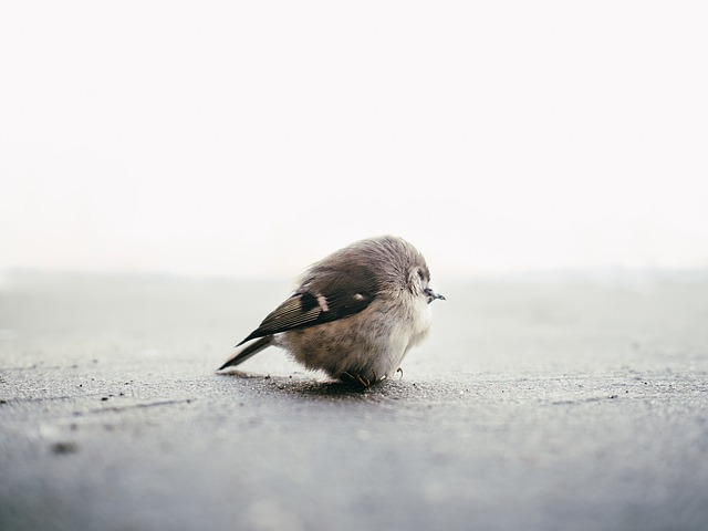 bird-820013_640.jpg