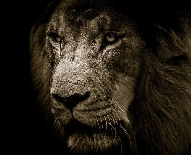 lion-3007701_640.jpg