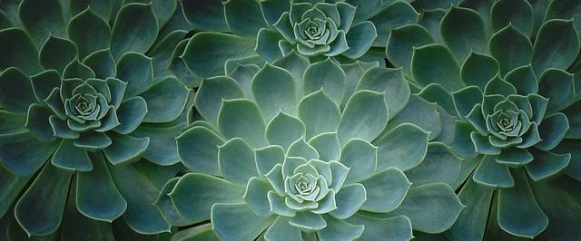 plant-2336779_640.jpg