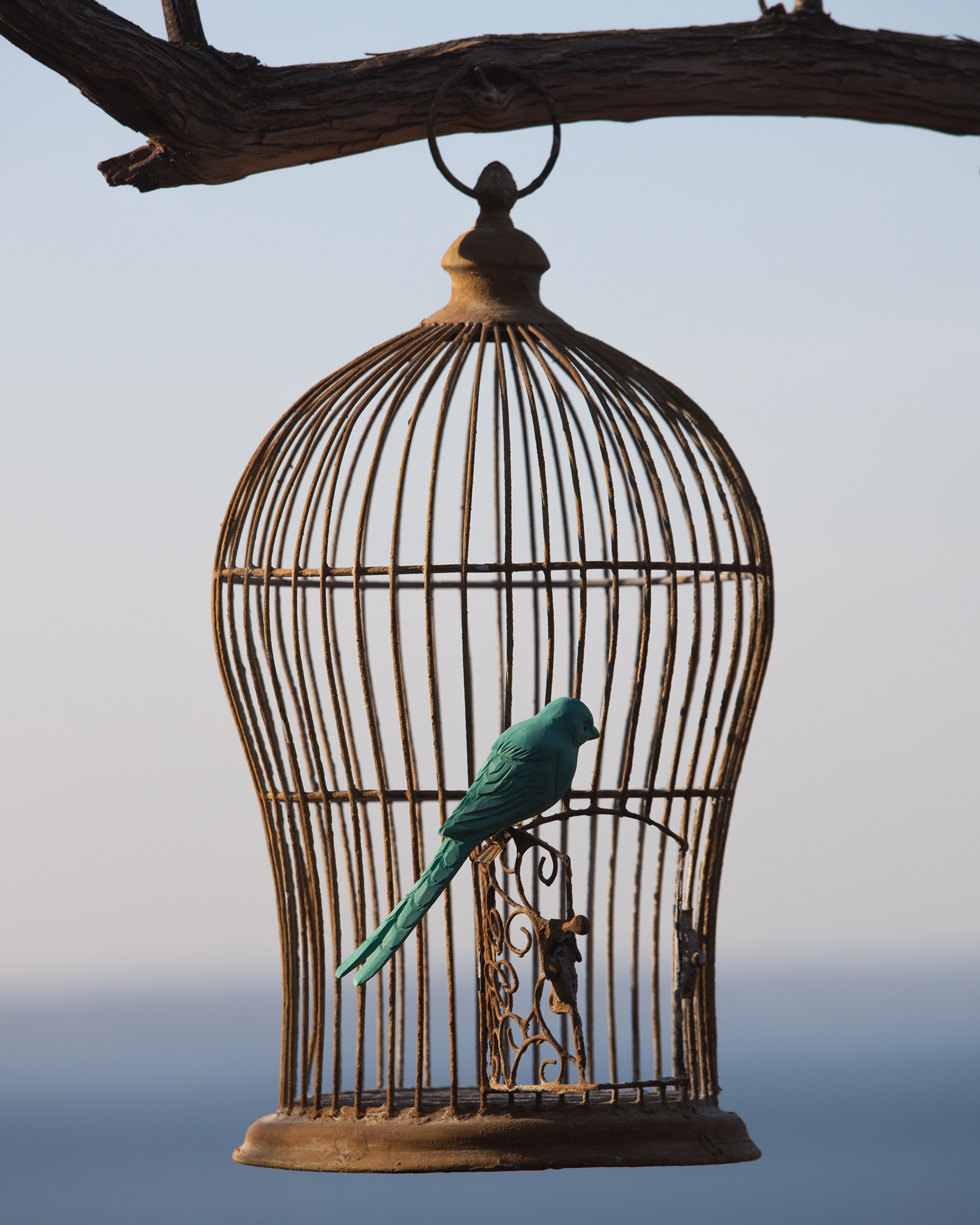 Encaustic_8X10_Birdcage.jpg