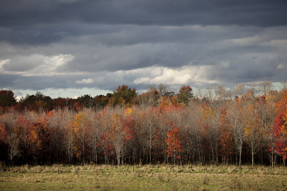 Tree line_IMG_0022_72.jpg