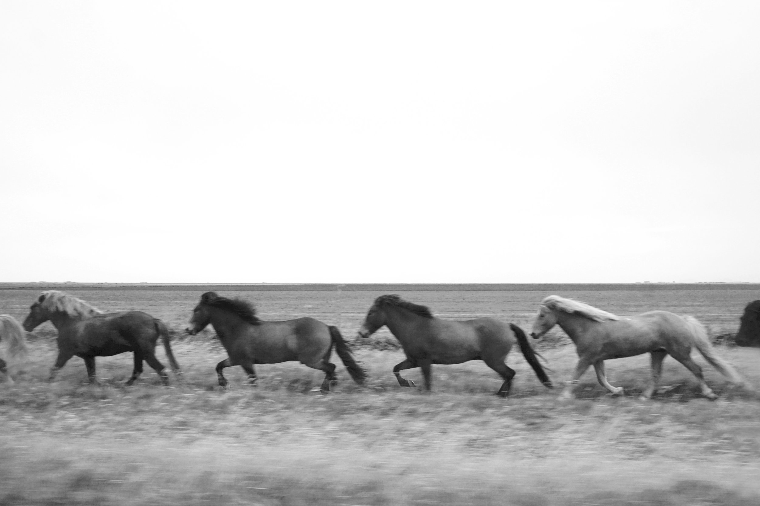 Four Horses.jpg