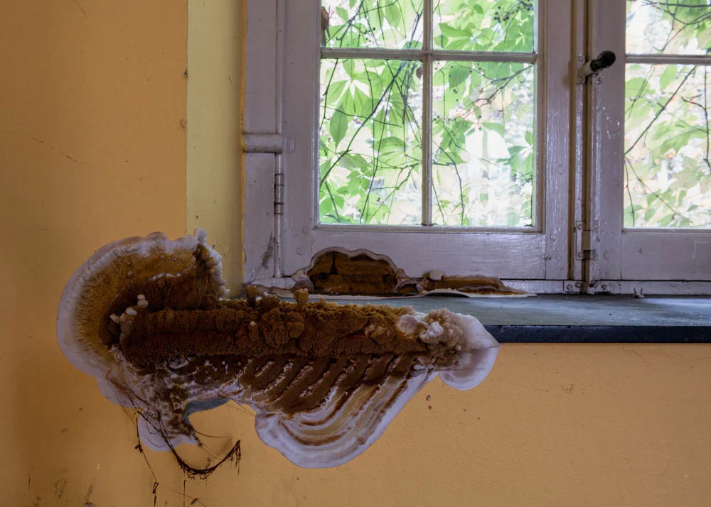Urbex: Carmel De La Reparation Fungus
