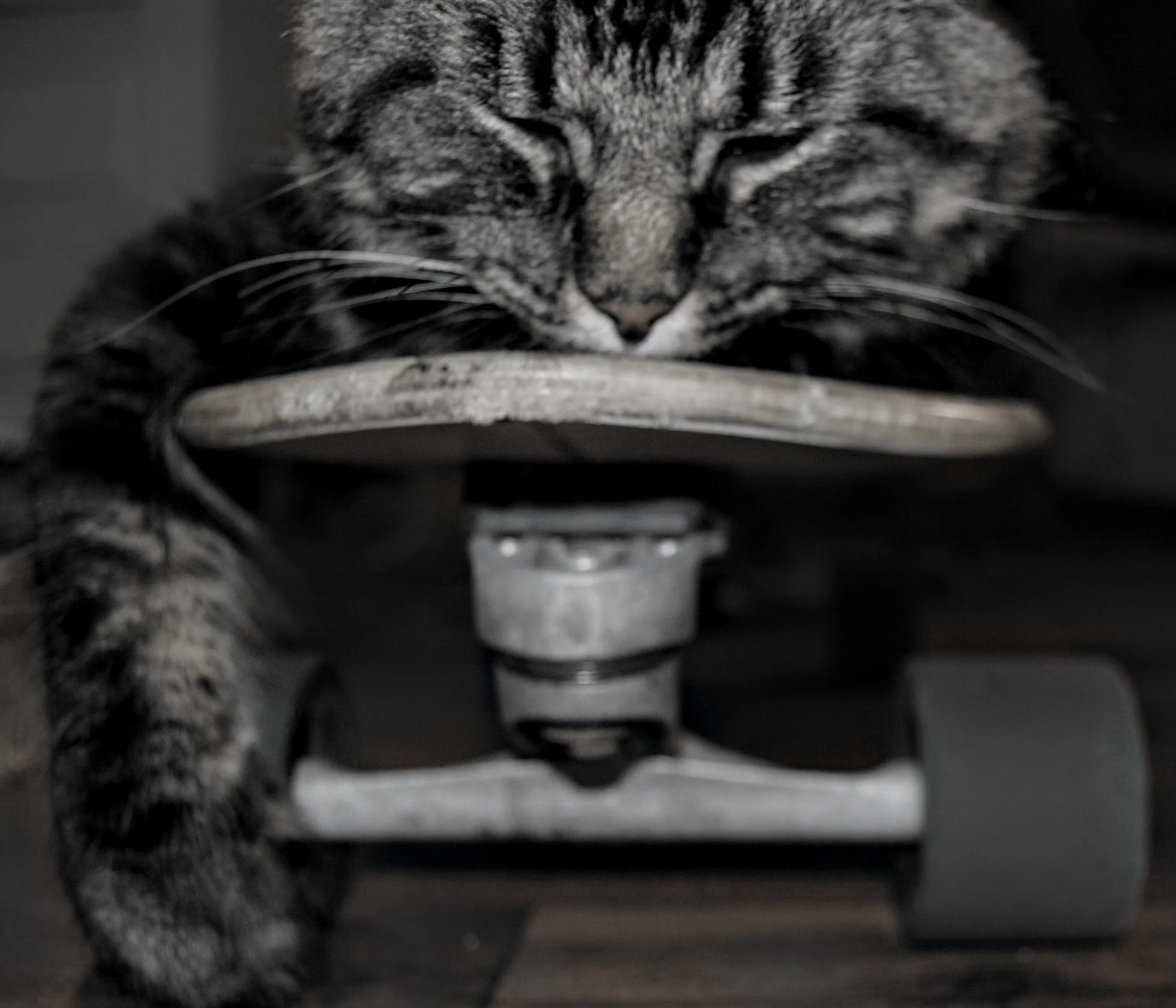 Skateboard Cat