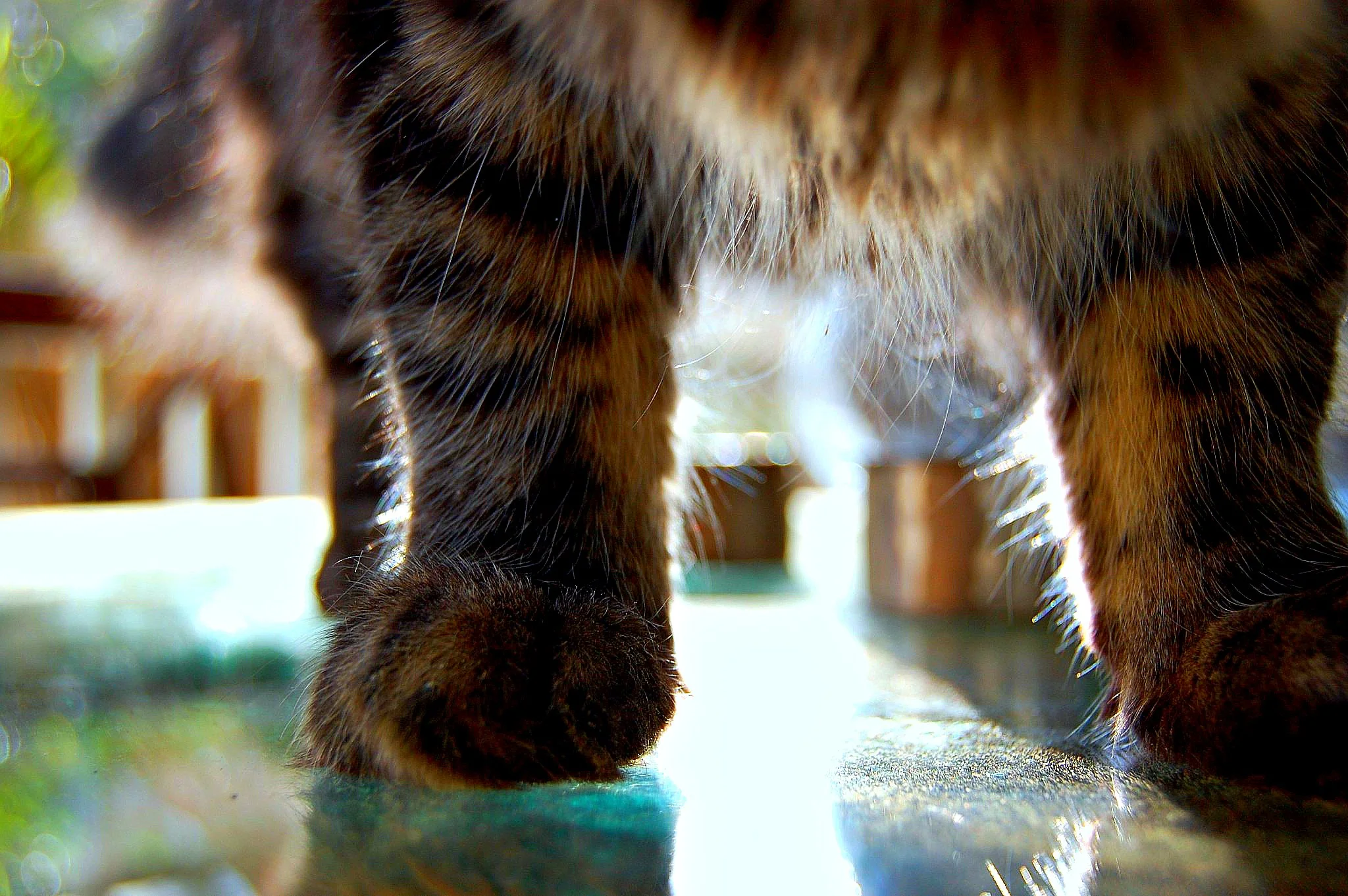 Paws