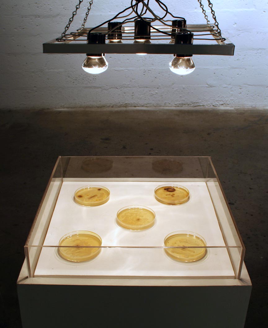 Spit Culture/Projected Growth (photo credit: Mark Koven) An interactive installation using live bacteria and a webcam
