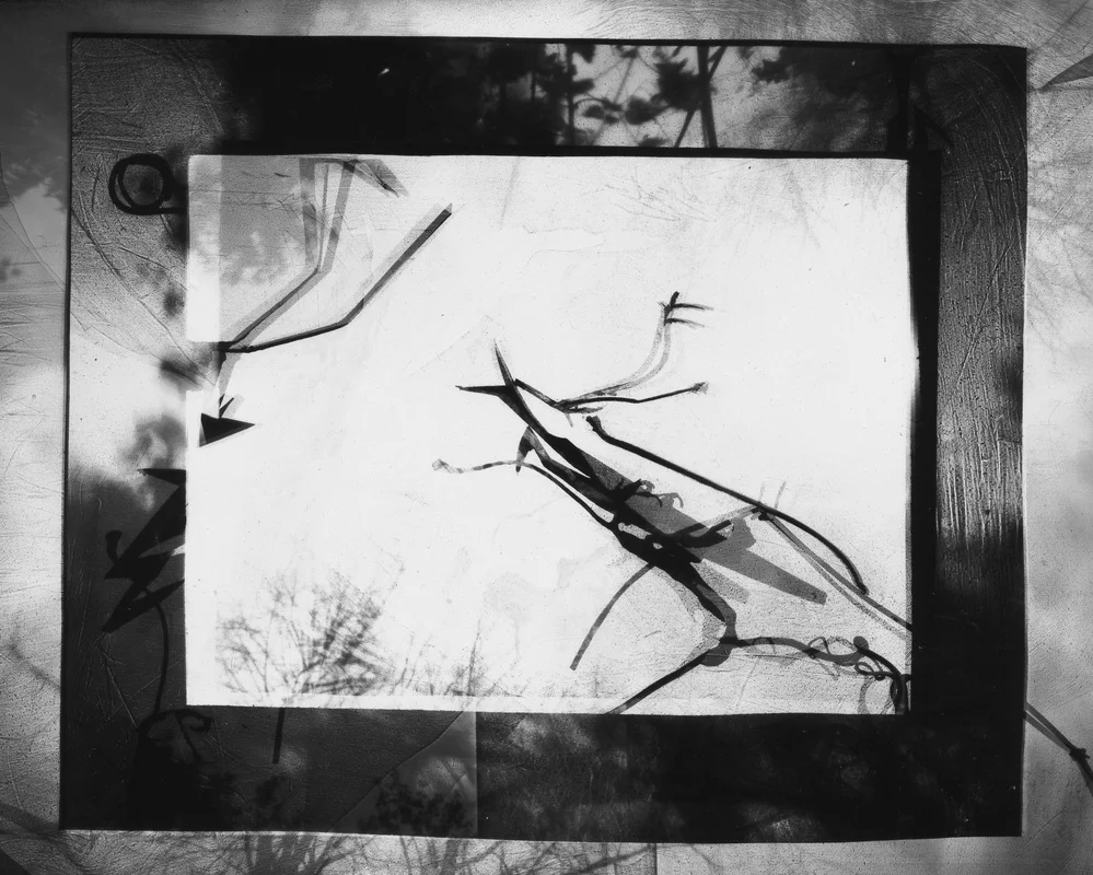 At the Edge Where the Path Narrows (for J. Henri Fabre), 2007. Silver gelatin print, 8"x7"