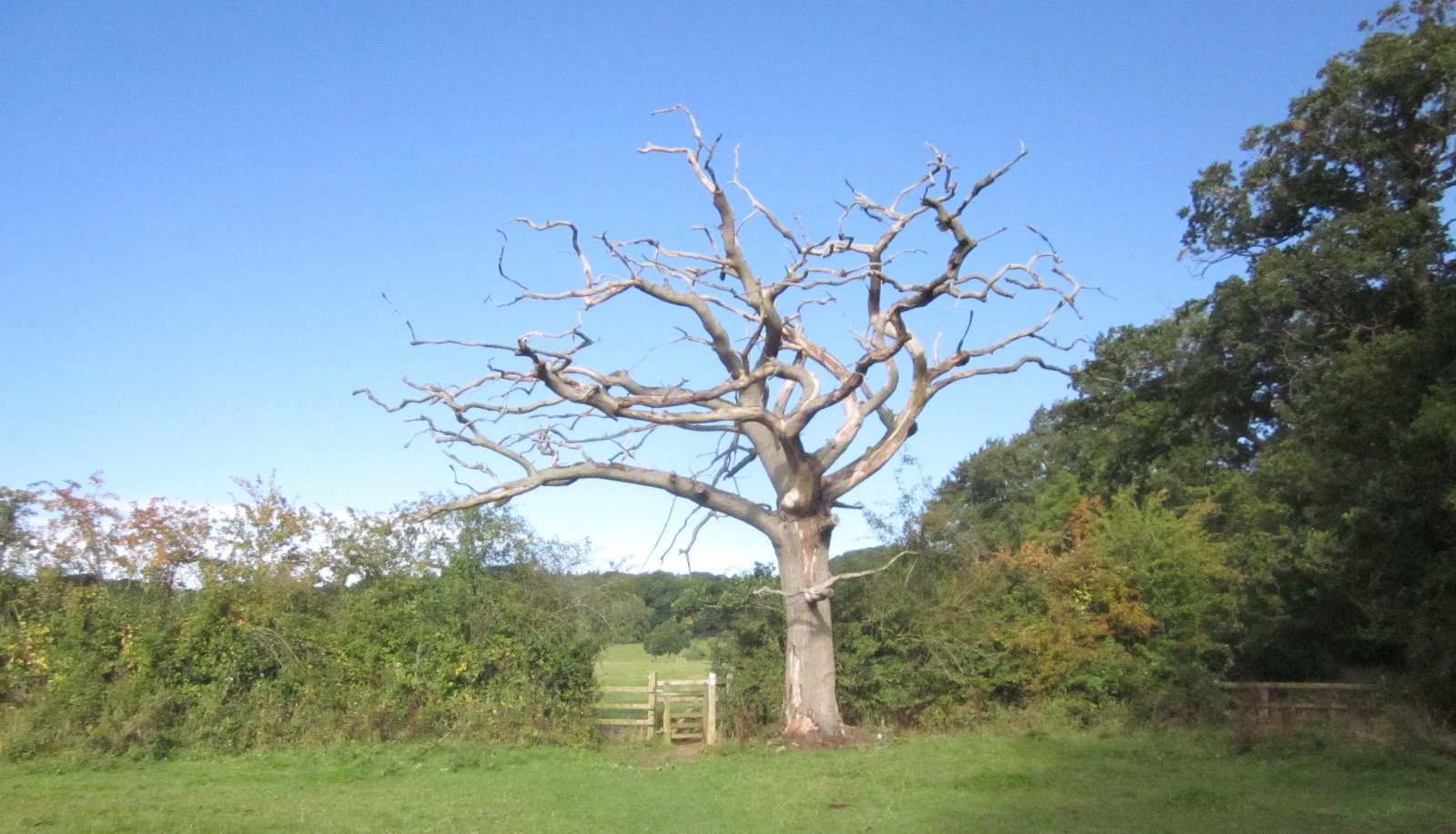 Along the footpath to Moreton in Marsh
