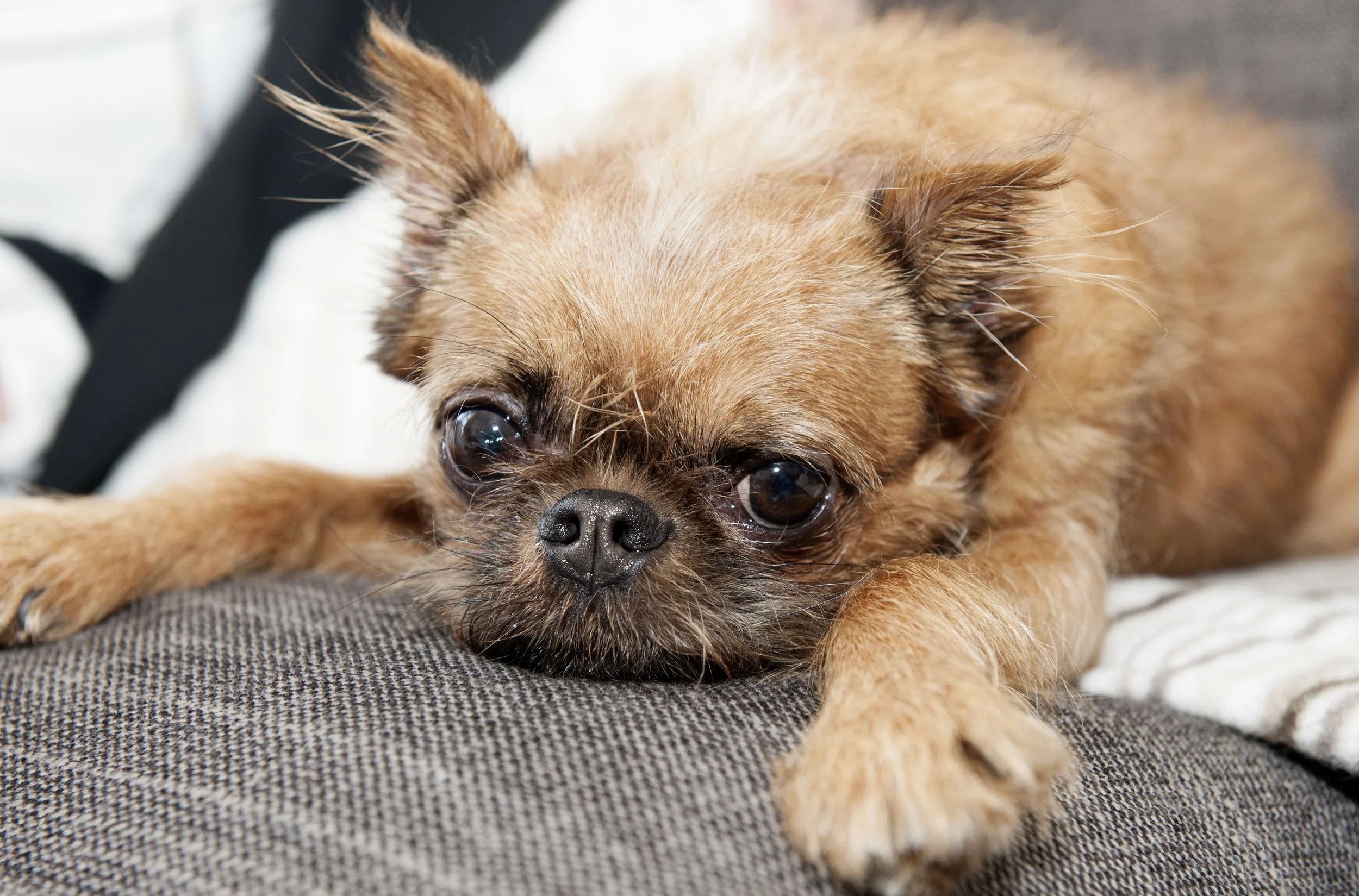 Oscar, the Brussels Griffon.