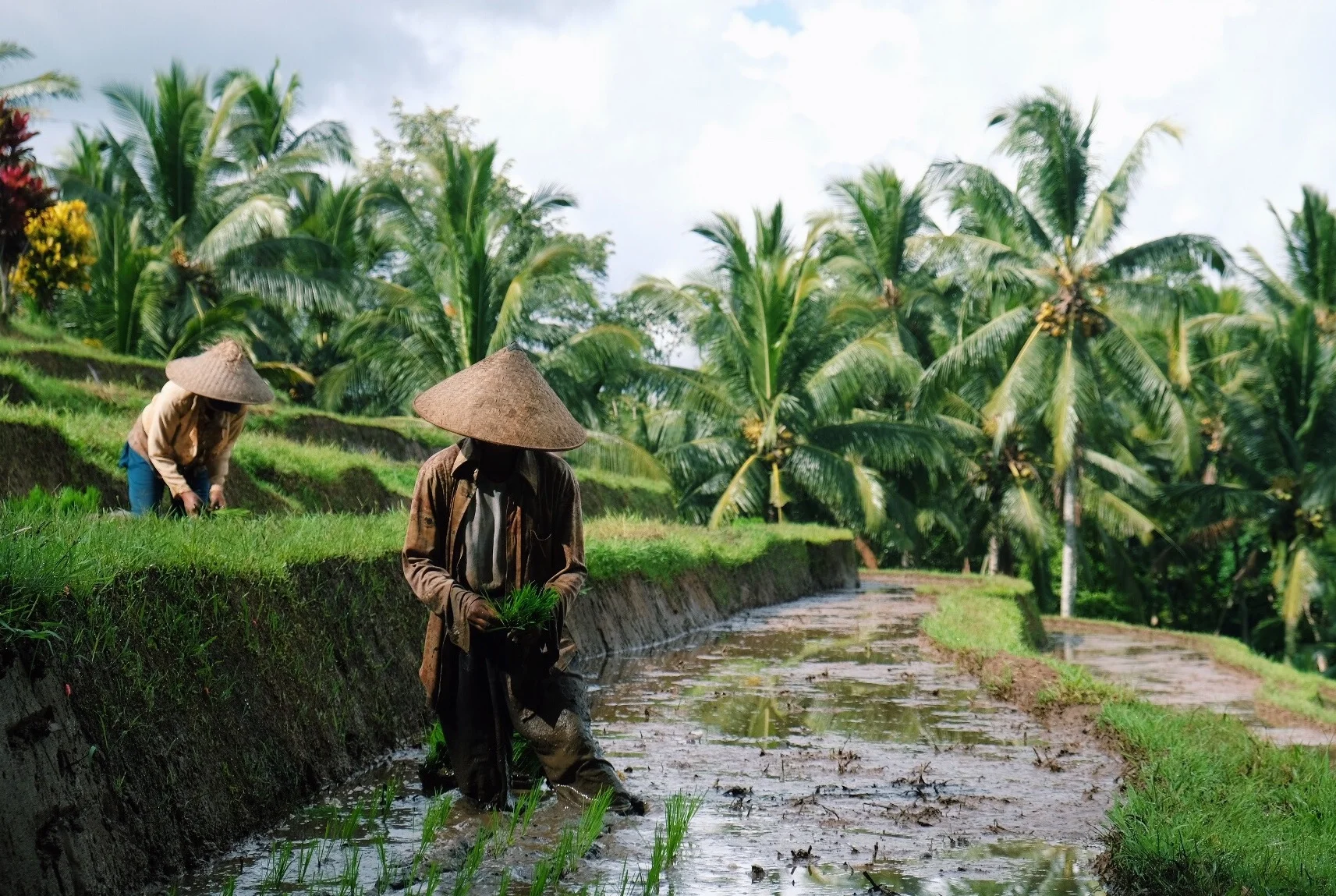 Rice planting in Megati, Bali.