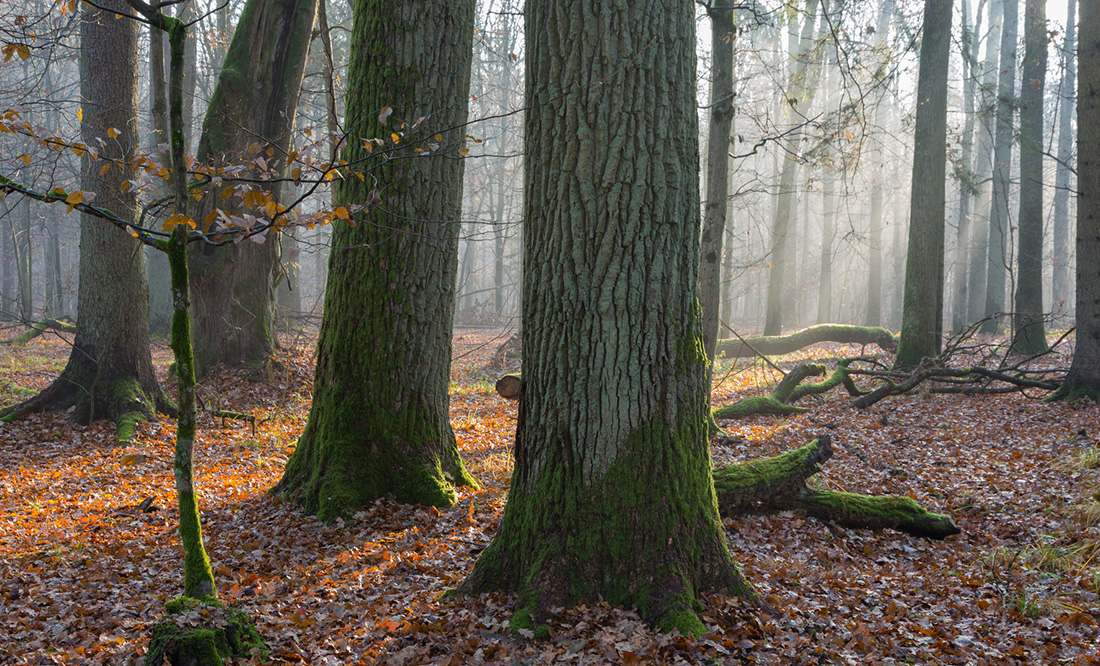 Forêt chêne 6.jpg