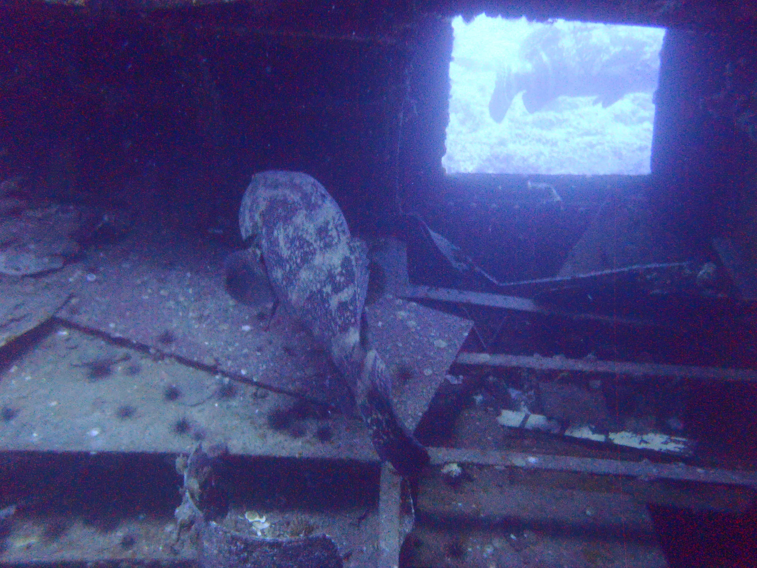 Goliath Grouper inside the Mohawk