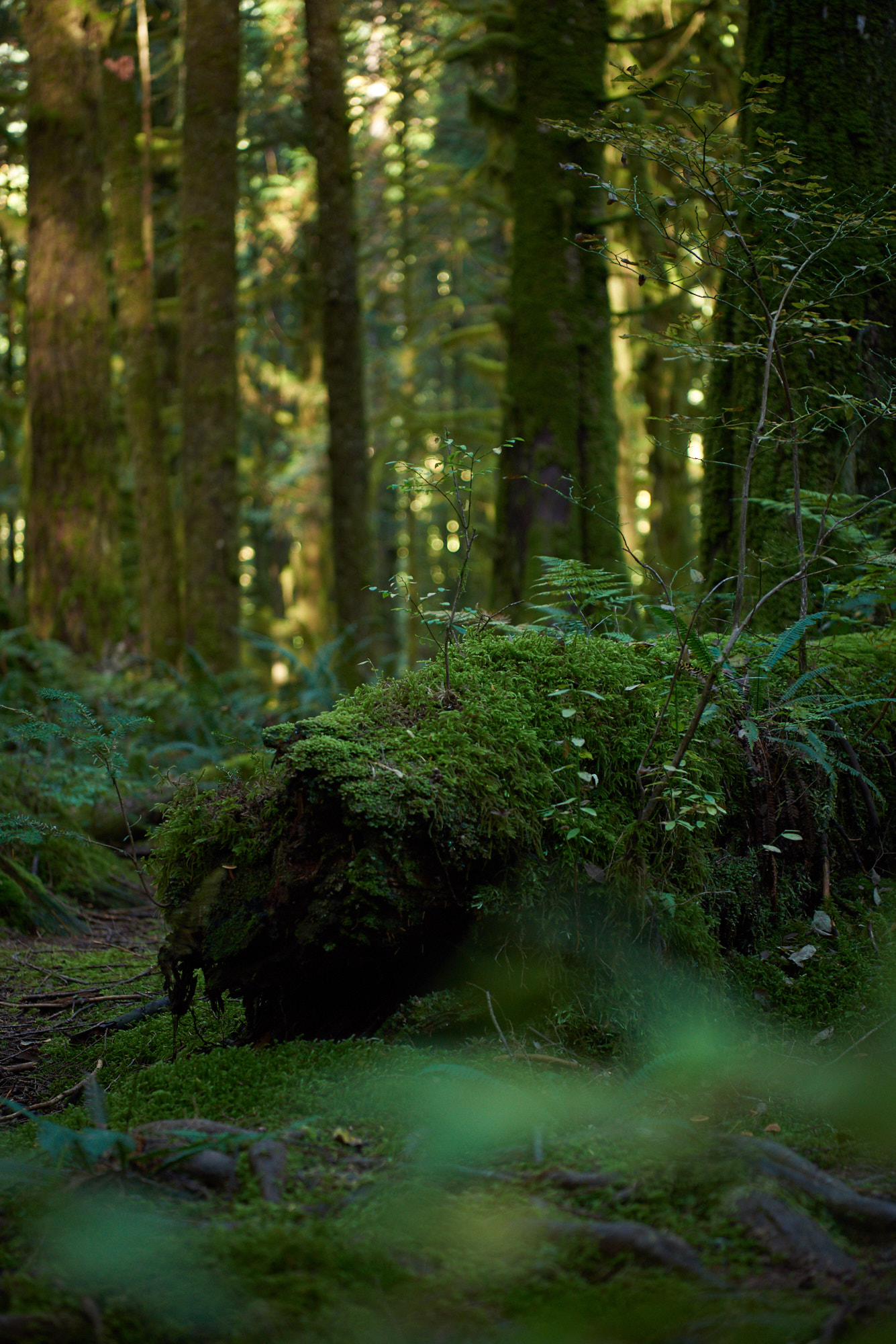 18-09-27-Sigma1424GoldenEars-3064Web.jpg