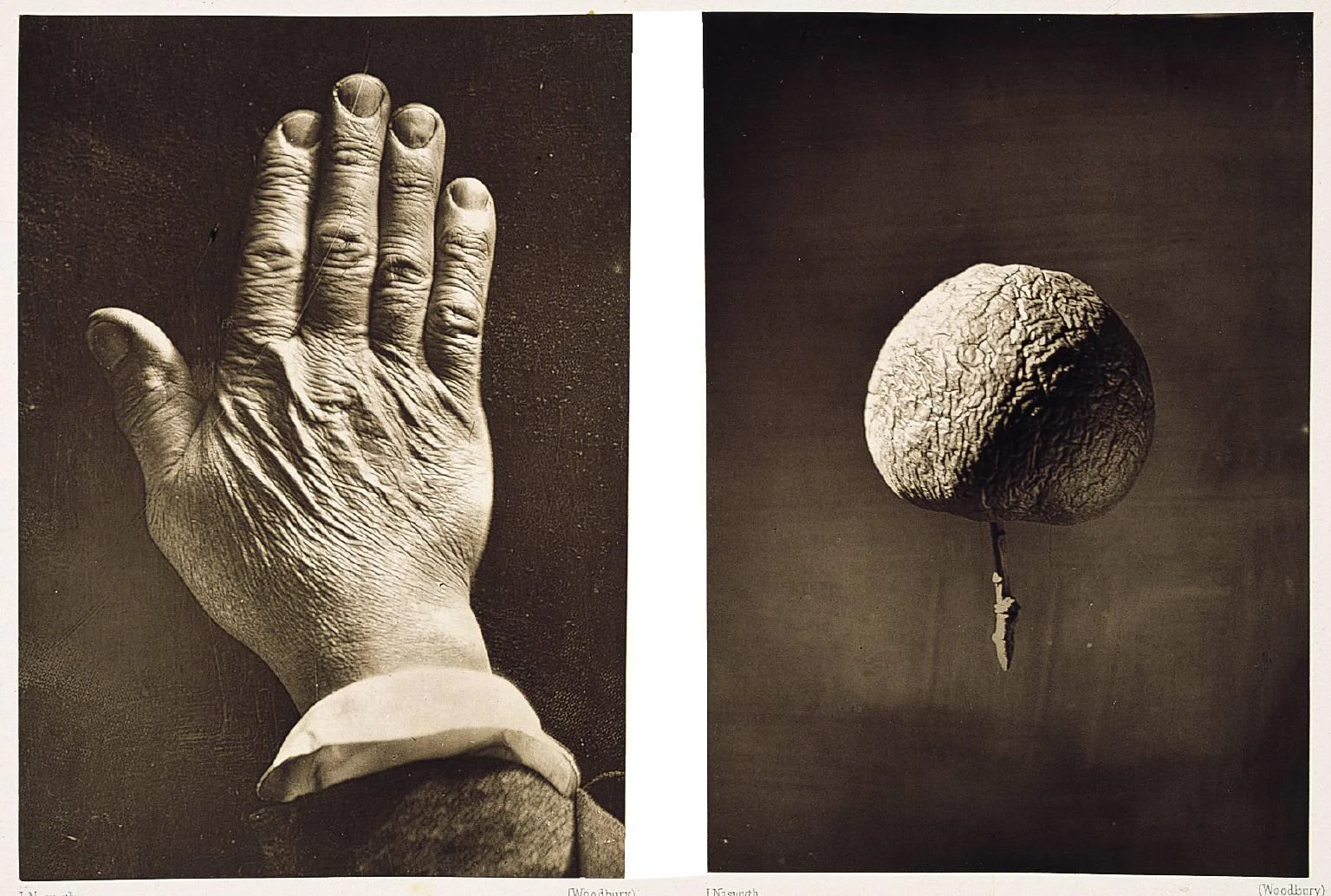 James Nasmyth, The Moon: Considered as a Planet, a World, and a Satellite , 1885. Plate II: Back of hand & wrinkled apple to illustrate the effect of certain mountain ranges resulting from shrinking of the interior