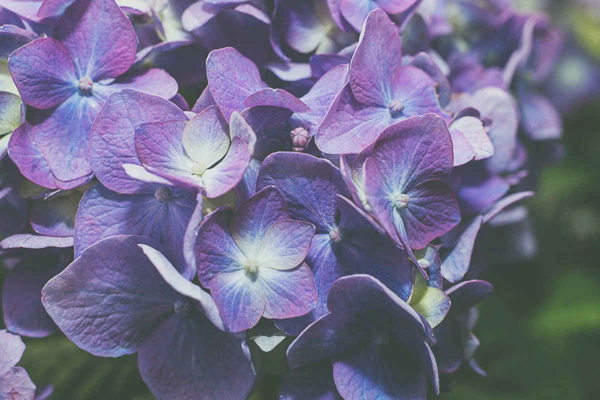 hydrangea5.jpg