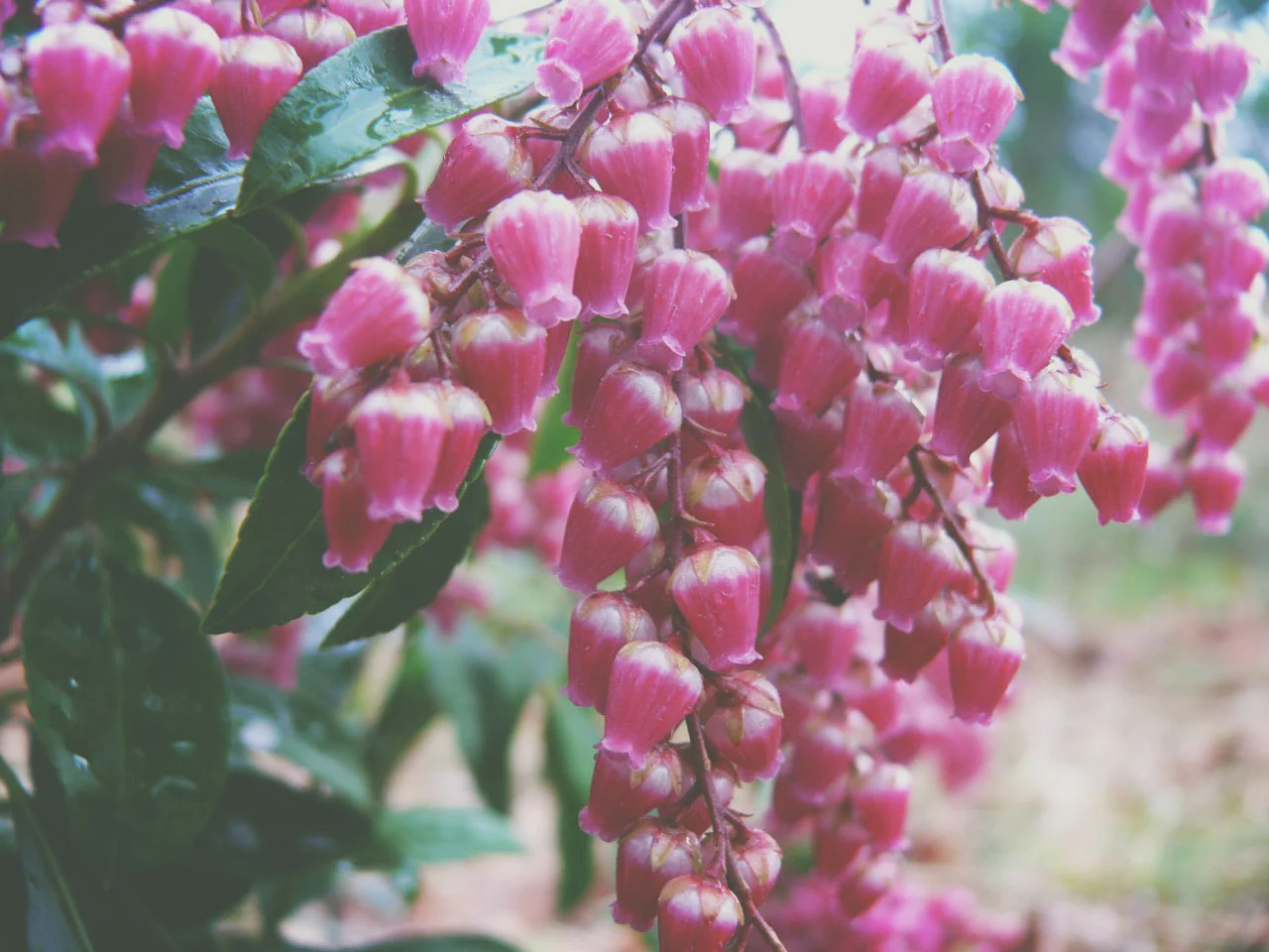 Pieris_Katsura1.jpg