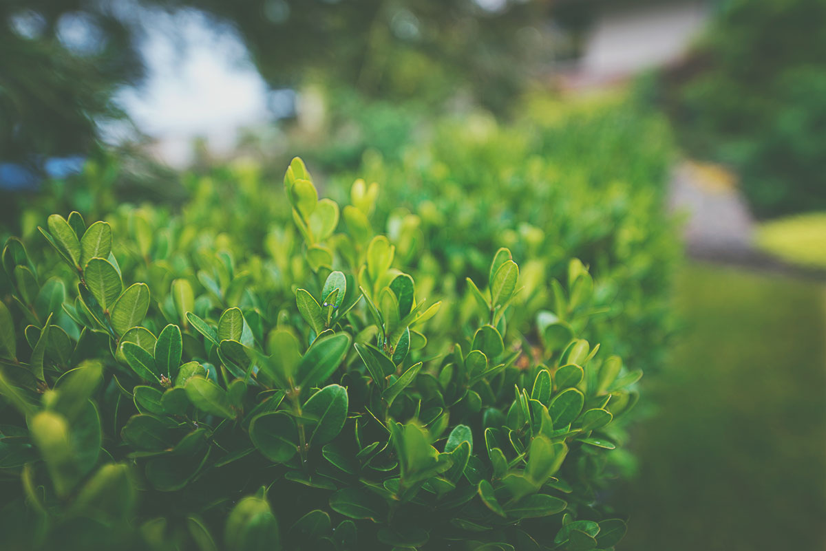 dwarfboxwood1.jpg