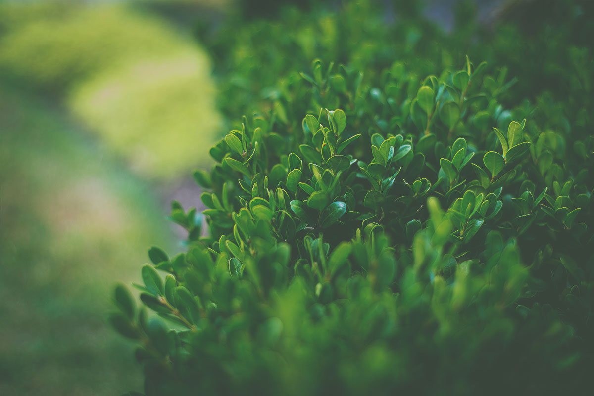 dwarfboxwood2.jpg
