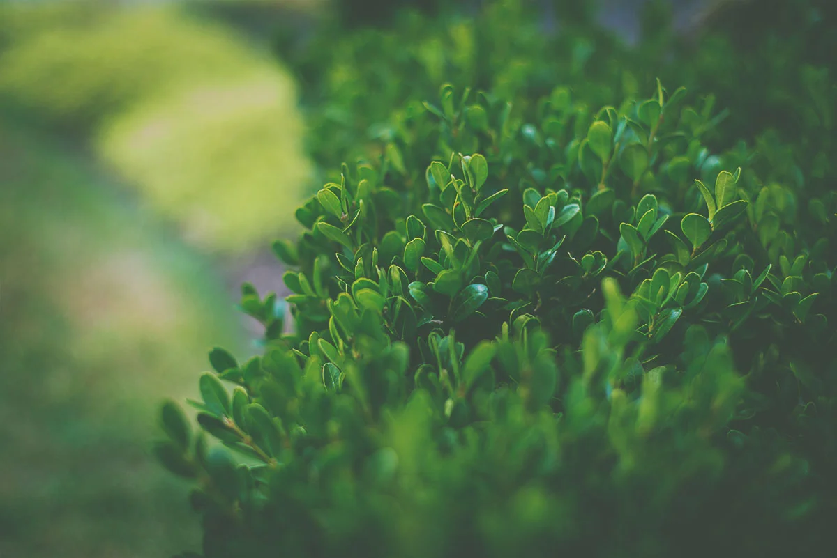dwarfboxwood2.jpg