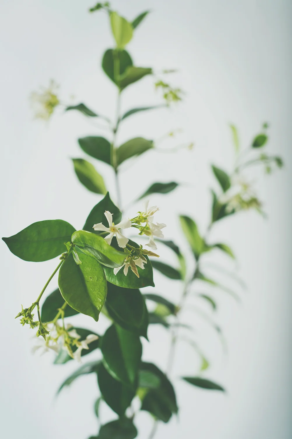starjasmine4.jpg