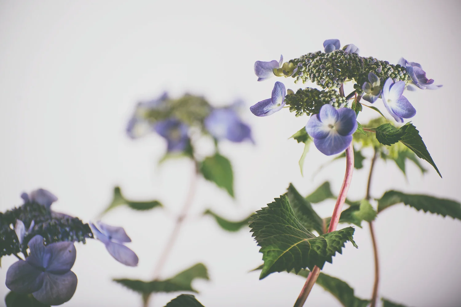 hydrangea7.jpg