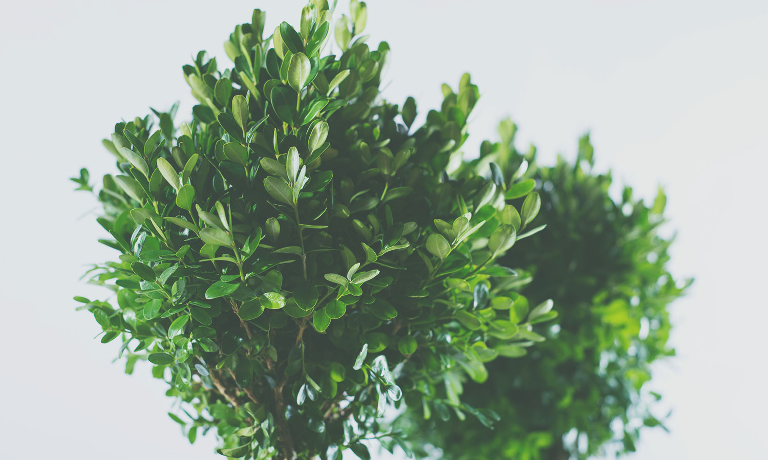 dwarfboxwood4.jpg