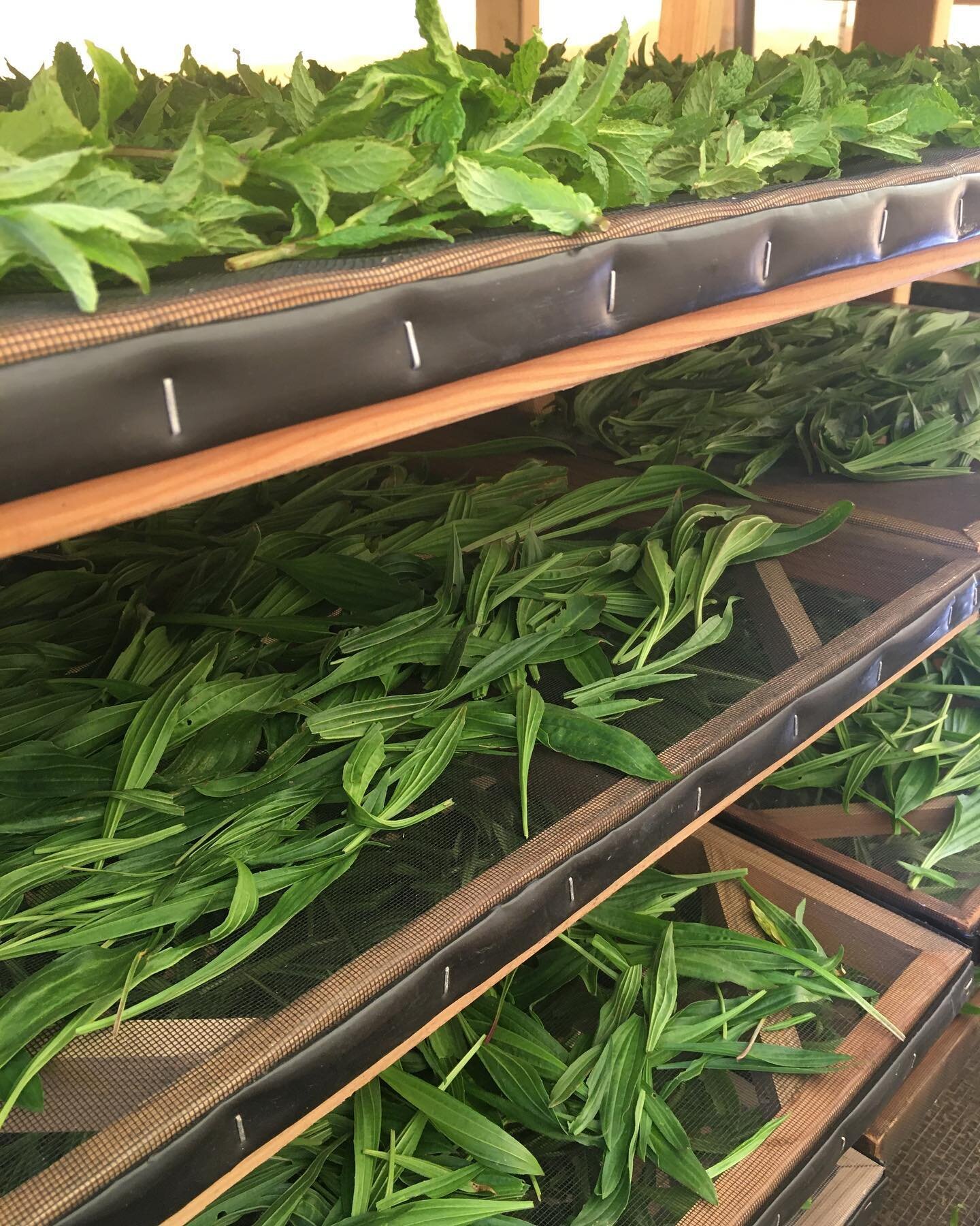 It&rsquo;s late coming this year! But feeling like Spring today with some sunshine, plantain and mints on the racks, and the nettles looking gorgeous.