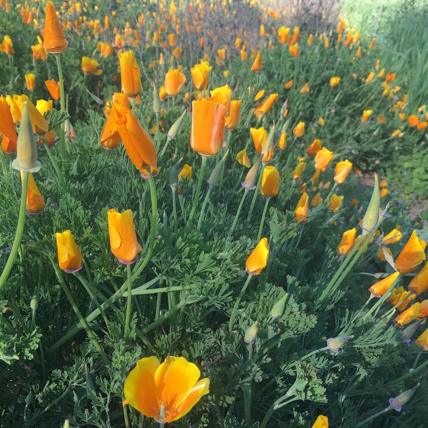 More spring looks: poppies everywhere, cover crop growing lush, mugwort already towering.
