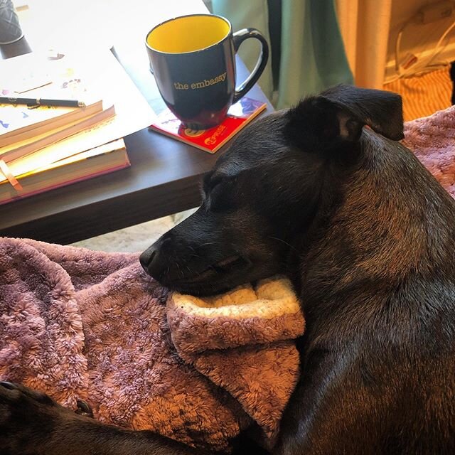 Hope everyone else is enjoying staying safe at home as much as Penny is #doggo #pennylanepletcher #missingtheembassy #reading #journaling #meditationspot