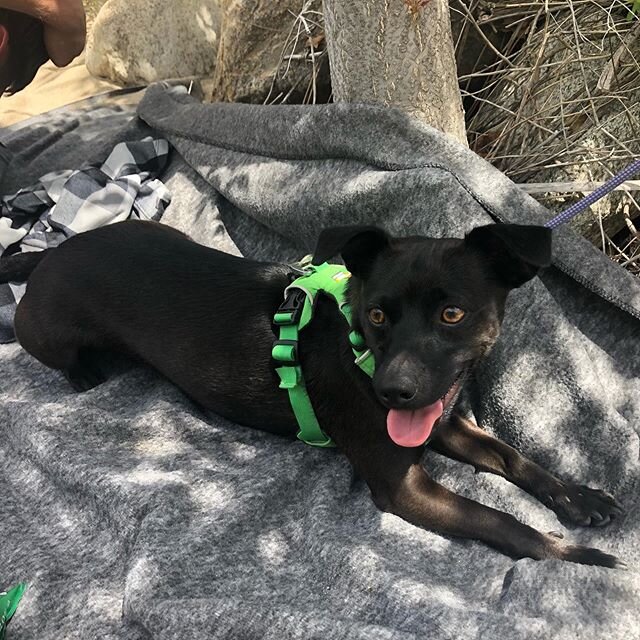 Penny and I had a wonderful, soul nurturing day with the lovely @productionpaige and amazing @zackcoinc in the beautiful Sequoia Forest. Rivers, waterfalls, bridges, wild flowers and giant trees made for many smiles 🥰 #awesomefriends #happydoggo #na