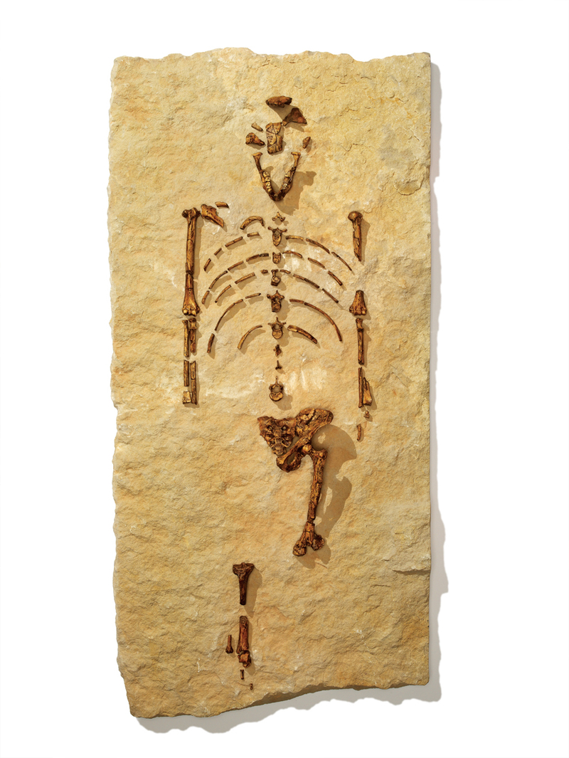 3.2 million year old "Lucy"
