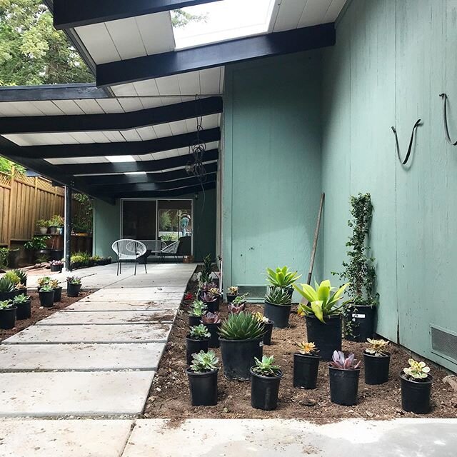 Planting day is here!  My clients have a super cool partially covered outdoor space inside their front door :: new hardscape, dining space, outdoor grille and entry path.  I&rsquo;m really excited to see it all come together! #variegatedgreenlandscap