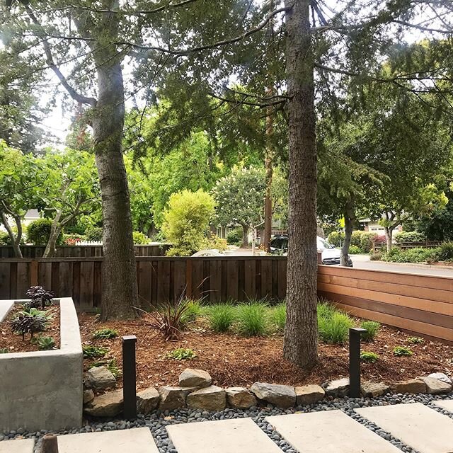 After / before of a simple front yard refresh just installed...more coming soon! #variegatedgreenlandscape #frontyard #ipe #fence #concrete #pavers #planter #californiamodern