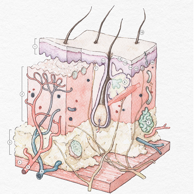 illustration af huden