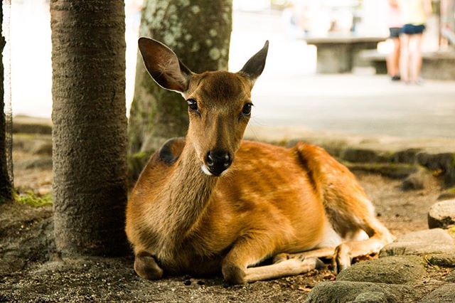 Miyajima island has lots of photogenic deers on it.

#deer #contiki #contikitonz #noregrets #japanunrivalled #shoot2kill #animal #japan #miyajima